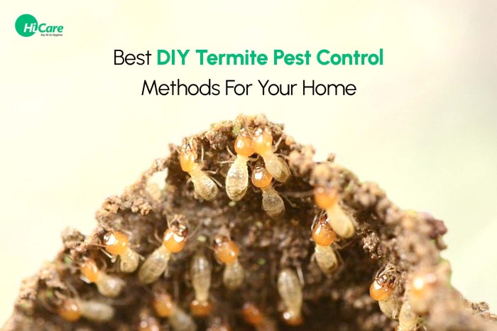 Diy termite control