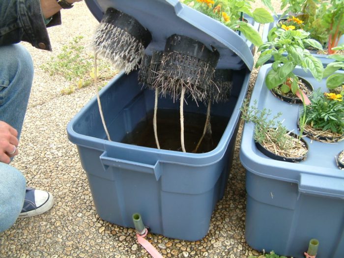 Indoor hydroponic garden diy